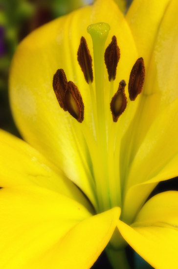 Maralee_Park_Day 227_00002