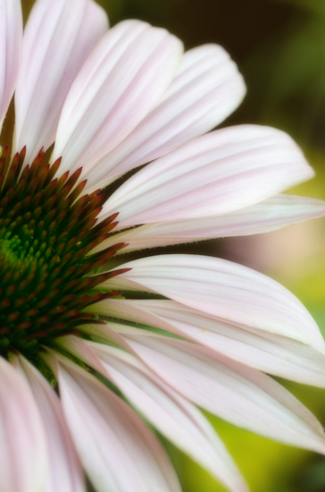 Maralee_Park_Day 229_00003