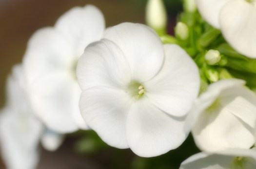 Maralee_Park_Day 229_00005