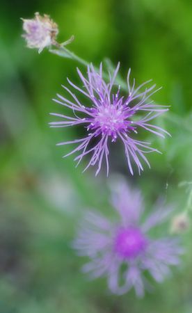 Maralee_Park_Day 238_00001