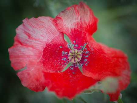 Maralee_Park_Day 238_00002