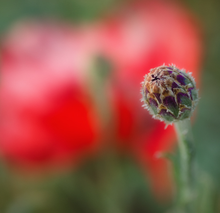 Maralee_Park_Day 238_00003