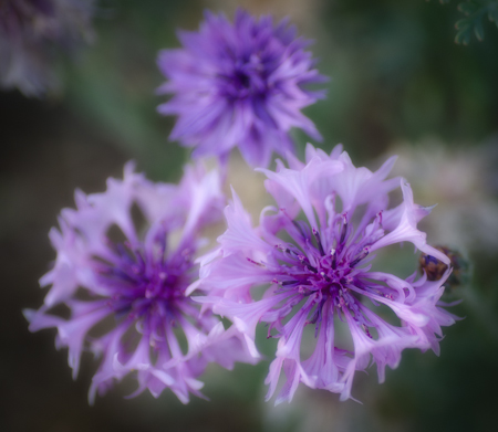 Maralee_Park_Day 238_00005