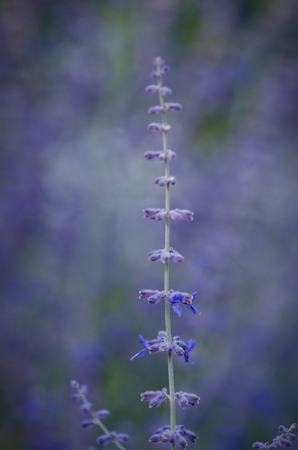 Maralee_Park_Day 238_00007