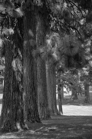 Maralee_Park_Day 241_00002