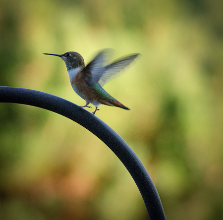 Maralee_Park_Day 243_00001