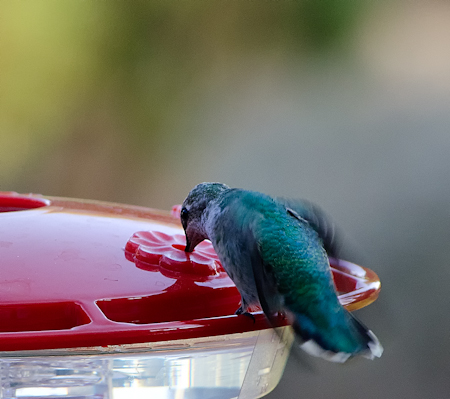 Maralee_Park_Day 243_00002