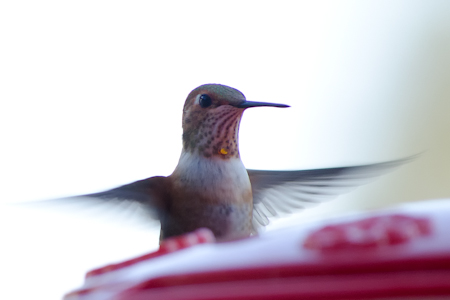 Maralee_Park_Day 243_00004