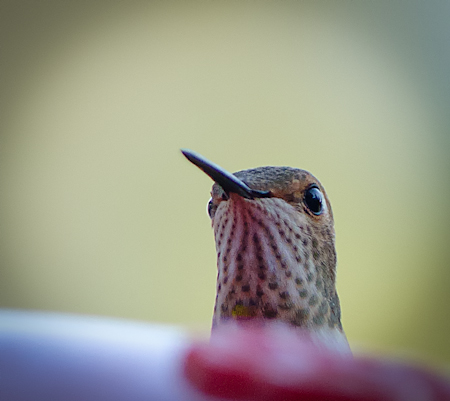 Maralee_Park_Day 243_00005