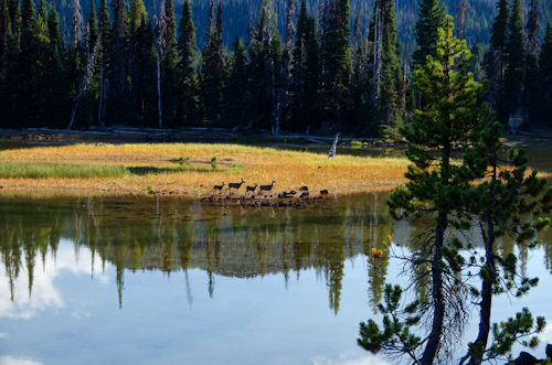 Deer Crossing the Island