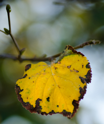 Maralee_Park_120925_36336