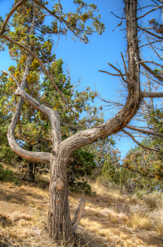 I liked the shape of this tree