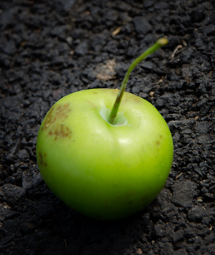 An apple left on the asphalt