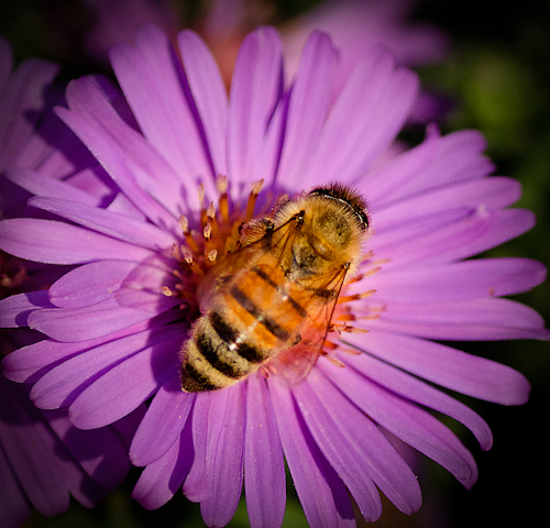 Maralee_Park_Day 264_00001