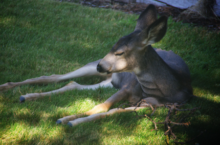One of the fawns resting