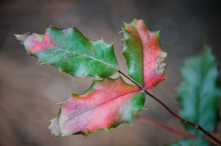 Looks like a Christmas leaf to me