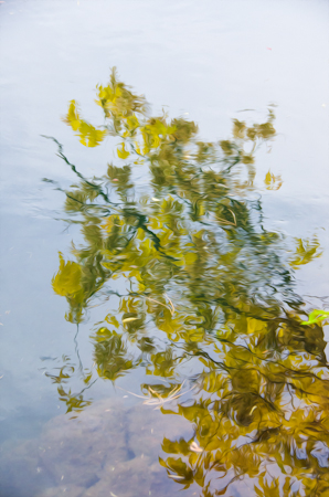 Reflection in the water