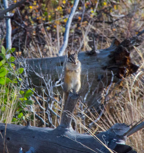 Saw this little fellow along the way