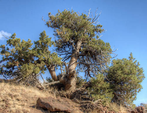 Juniper Tree