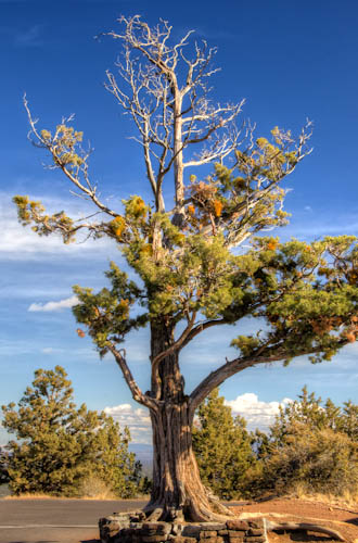 Juniper Tree