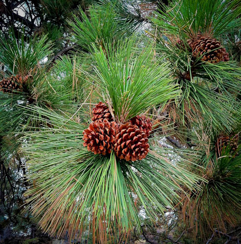Pinecones