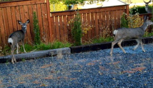 As we were coming home, they were leaving.  Taken with my iPhone.