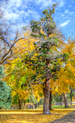 Drake Park Trees of Green and Gold