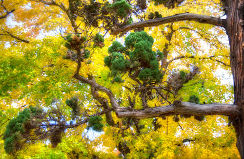 Drake Park Trees of Green and Gold