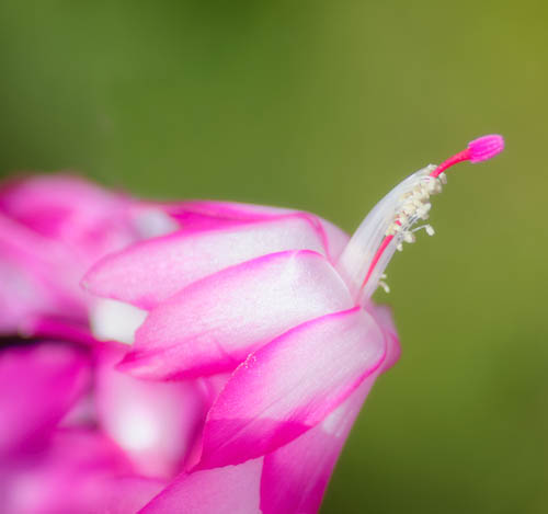 Flowering Cactus