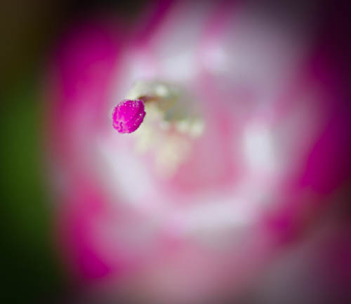 Stamen from Flowering Cactus
