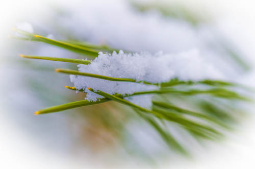 Snow on Pine Needles
