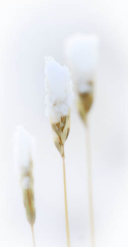 Snow on Grass
