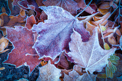 Frost on Leaves
