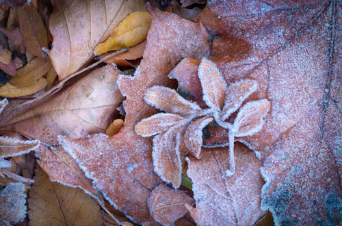 Frost on Leaves