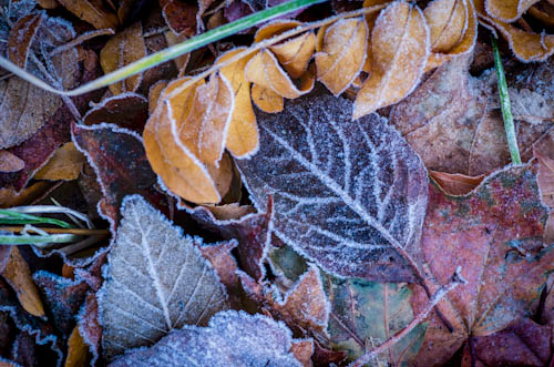 Frost on Leaves