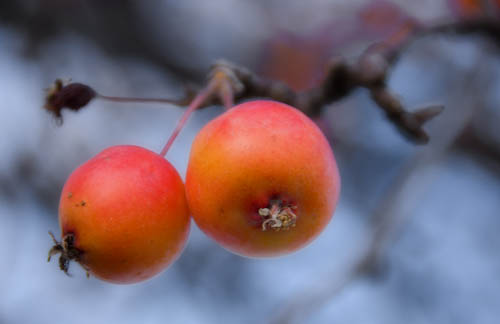 Crab Apples