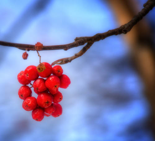 Mountain Ash Berries