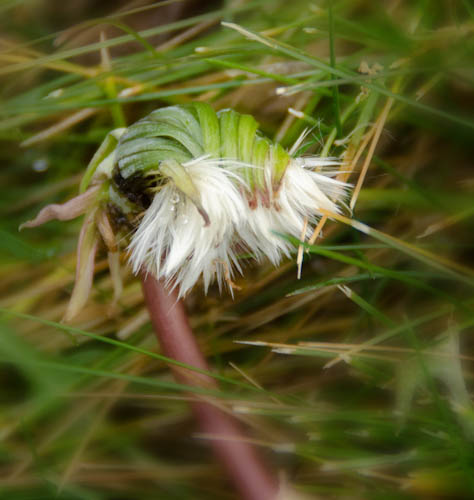 Dandelion