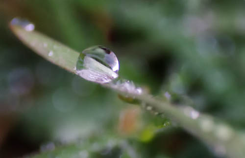 Ice Drops
