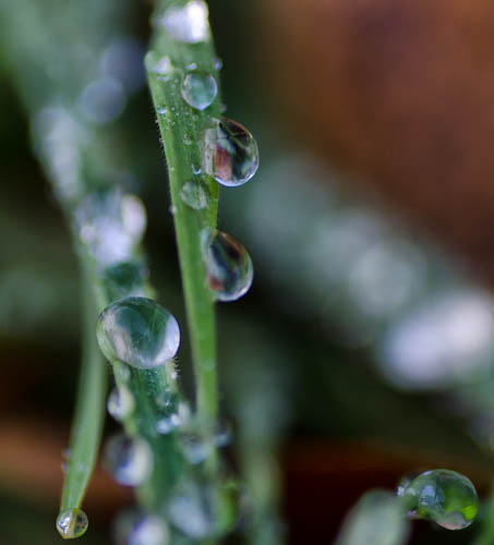 Ice Drops