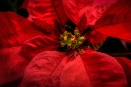 Maralee_Park_121211_40567_6_5_4_3_2