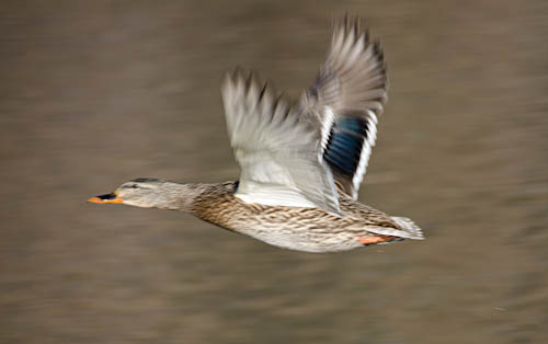 A bit blurry, but I liked the wings on this.