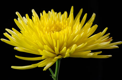 Maralee_Park_121227_41245-Edit