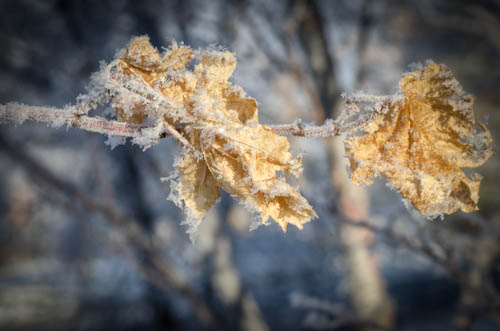 Maralee_Park_130101_41861-Edit