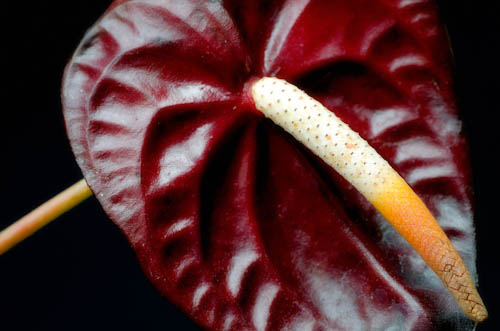 Maralee_Park_130105_41928_7_6