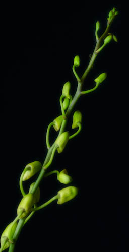 Maralee_Park_130105_41939-Edit