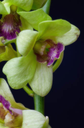 Maralee_Park_130105_41951-Edit