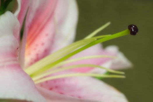 Maralee_Park_130110_42064-Edit-Edit