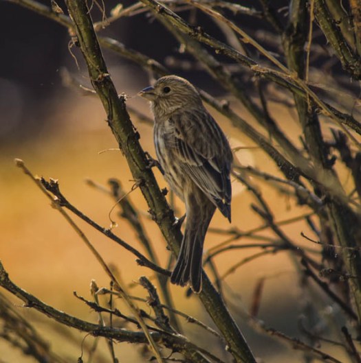 Maralee_Park_130120_42219-Edit