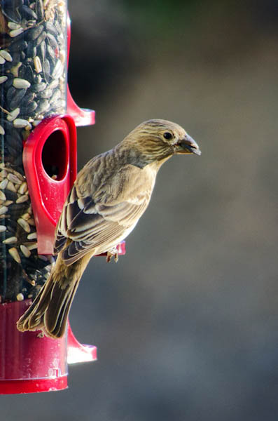 Maralee_Park_130120_42231-Edit